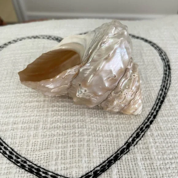 Wavy Top Turbo Shell 5 inches - Picture 7 of 8